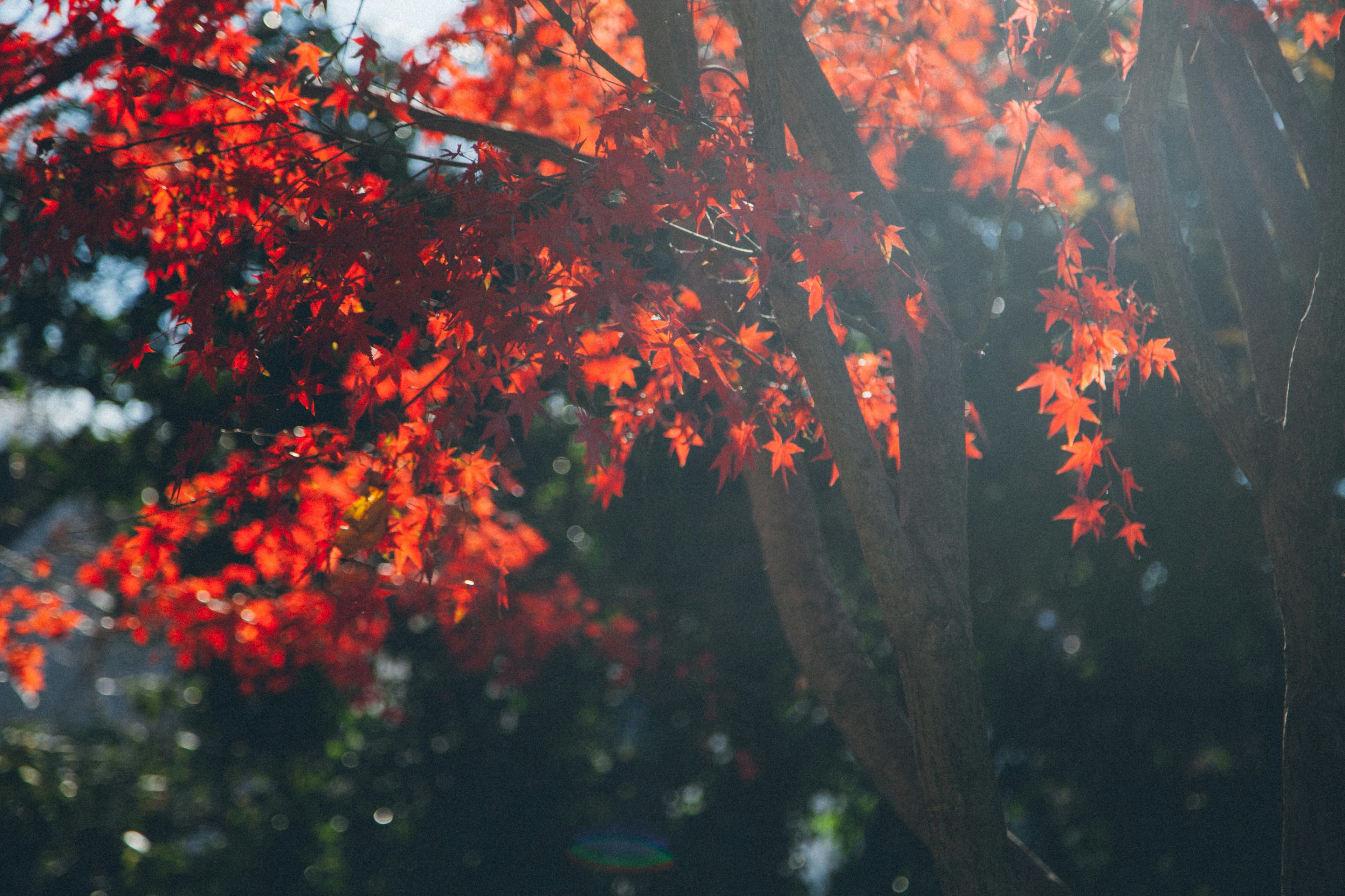 紅葉に囲まれた立石ロッジ