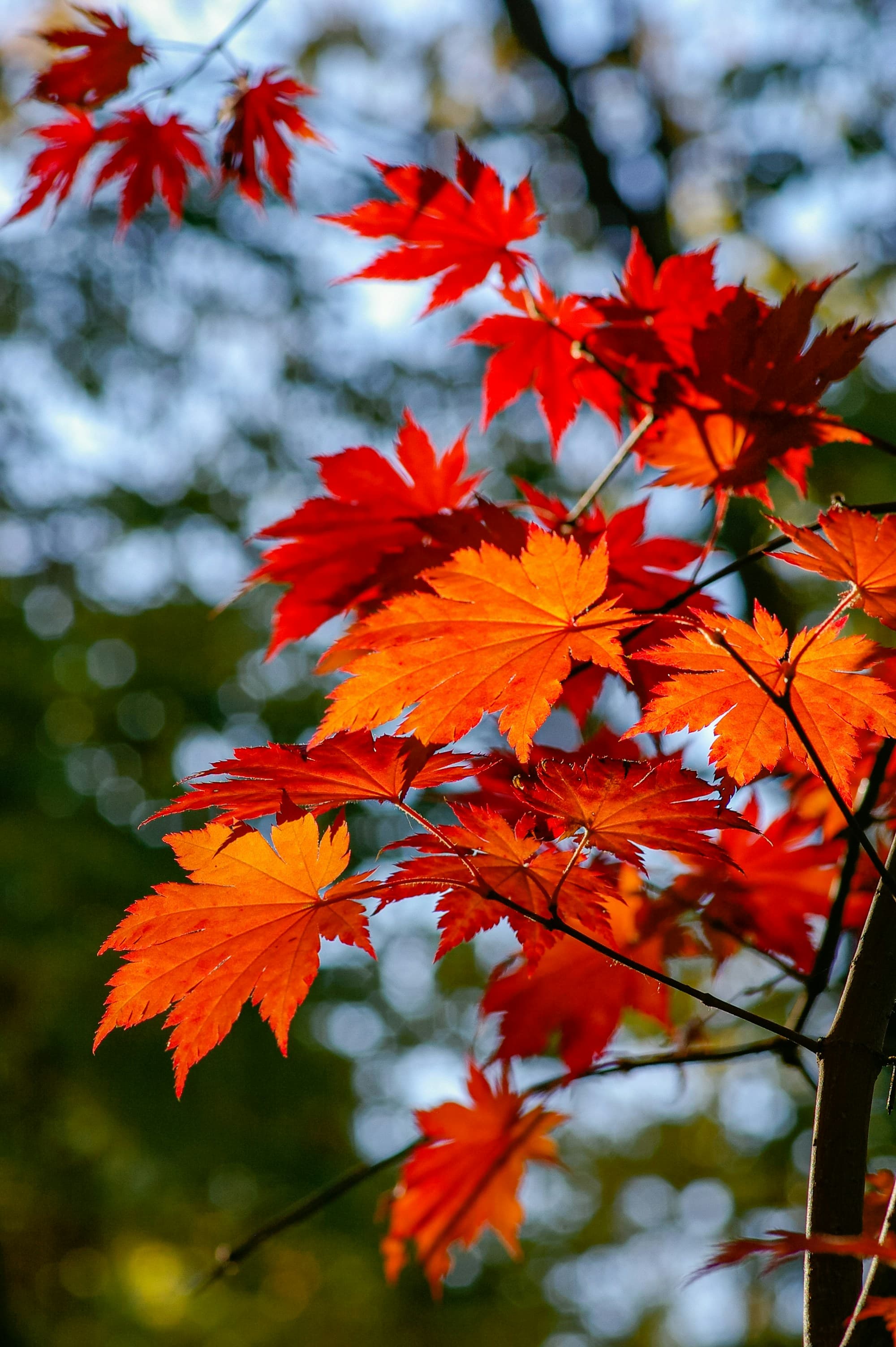 紅葉に囲まれた立石ロッジ